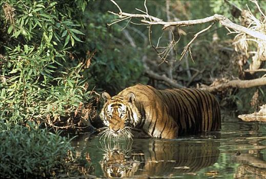 孟加拉虎,虎,喝,河,印度