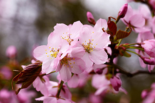 樱花