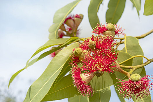 澳大利亚,红花,桉树