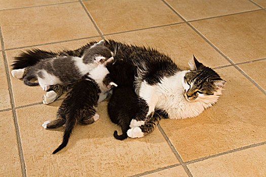 猫,护理,三个,小猫