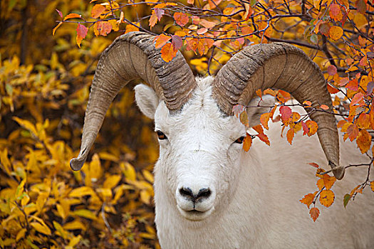 绵羊,白大角羊,德纳里峰国家公园,阿拉斯加