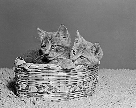 两个,小猫,篮子