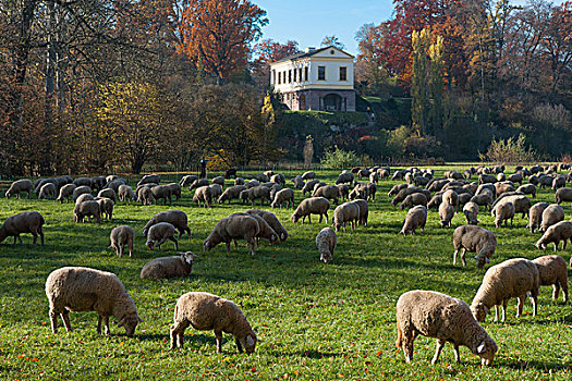 羊群,公园,罗马,房子,后面,联合国教科文组织,古典,魏玛,图林根州,德国,欧洲