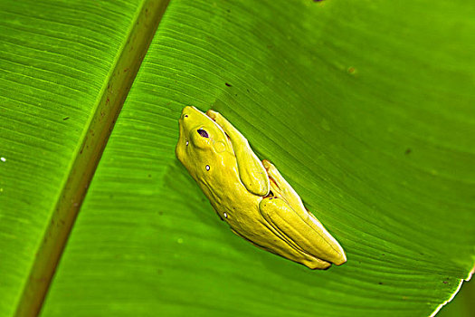 青蛙,海里康属植物,叶子,哥斯达黎加,中美洲