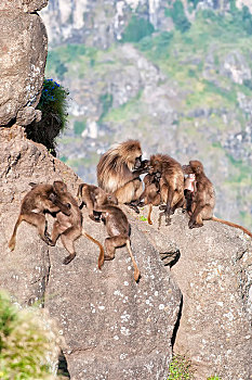 群,狒狒,狮尾狒,石头,塞米恩国家公园,阿姆哈拉族,区域,埃塞俄比亚,非洲