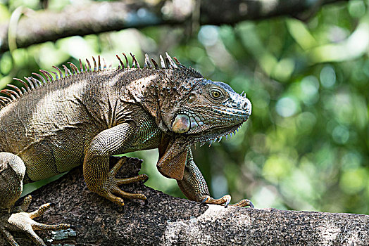 绿鬣蜥,攀登,树上,哥斯达黎加,中美洲
