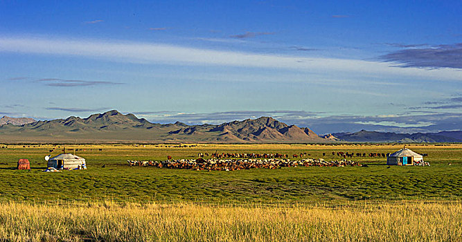 成群,山羊,蒙古包,游牧,山,背影,蒙古,亚洲