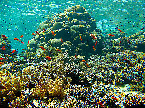 珊瑚,花园,礁石,红海