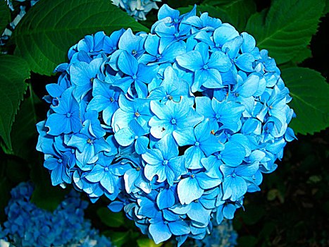 蓝色,绣球花