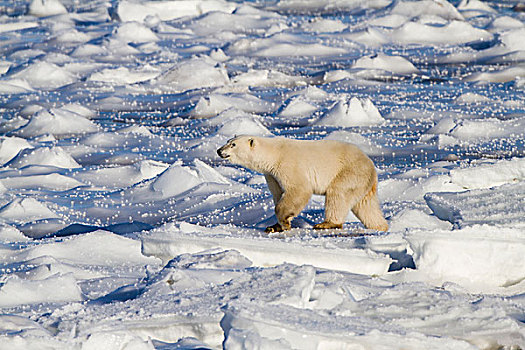 北极熊,走,靠近,哈得逊湾,丘吉尔市,野生动物,管理,区域,曼尼托巴,加拿大
