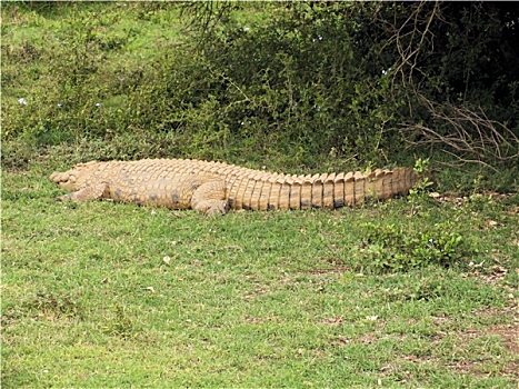 尼罗河