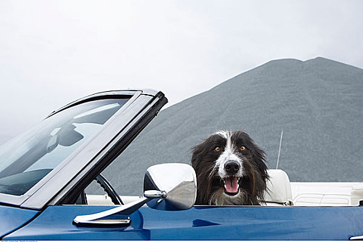 肖像,狗,驾驶席,敞篷车