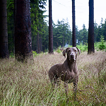 魏玛犬,猎狗,家犬,图林根,树林,雨天,图林根州,德国,欧洲