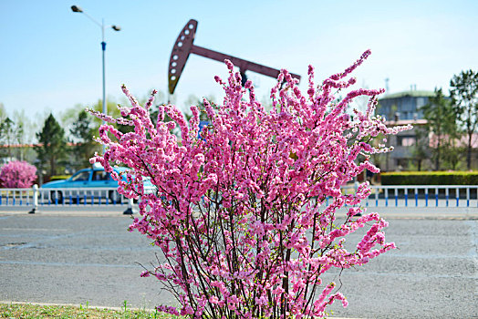 大庆市,春花,烂漫