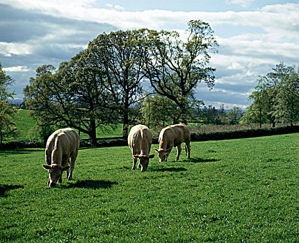 绵羊,放牧,土地,爱尔兰