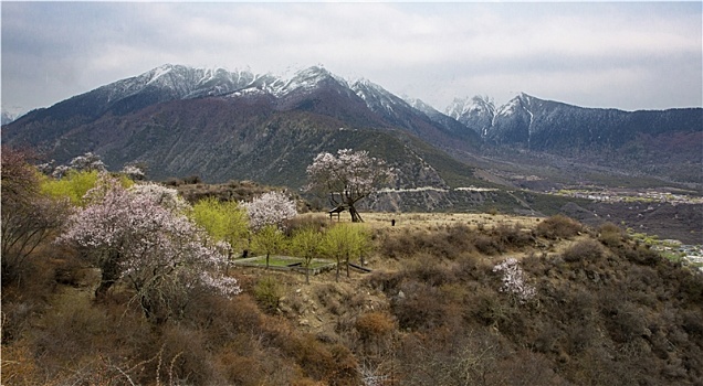 野桃花观赏圣地索松村