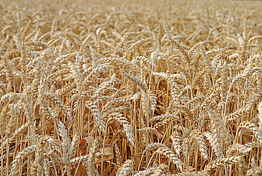 小麦,地点,就绪,丰收