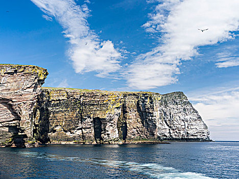 悬崖,岛,著名,自然保护区,巨大,海鸟,生物群,设得兰群岛,苏格兰,英国,大幅,尺寸