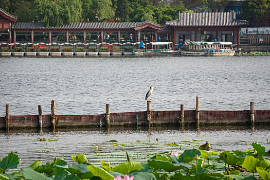 济南大明湖荷花