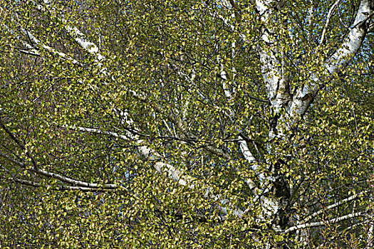 桦树,桦属,下萨克森,德国,欧洲
