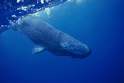 抹香鲸,成年,潜水,多米尼加