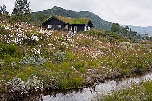 房子,绿色,屋顶,靠近,挪威