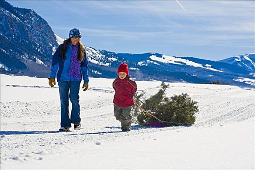 父亲,走,挨着,儿子,圣诞树,雪撬,科罗拉多,冬天