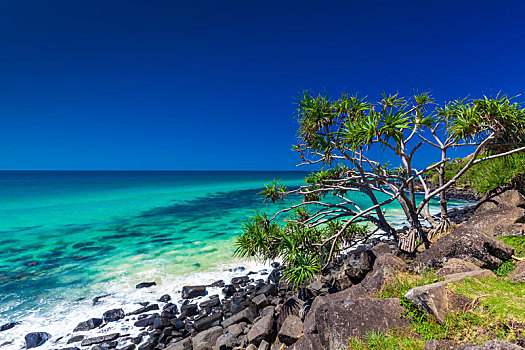 海滩,风景,石头,树,头部,澳大利亚