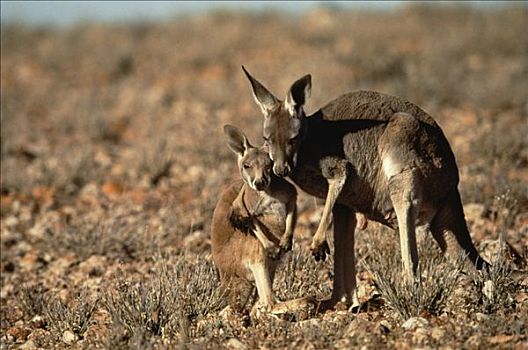 红袋鼠,母兽,搂抱,幼兽,国家公园,新南威尔士,澳大利亚