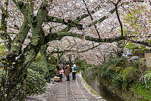 花,樱桃树,小路,京都,关东地区,本州,日本