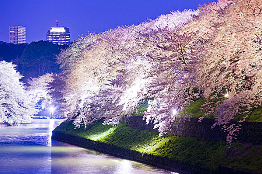 樱花,树,夜晚