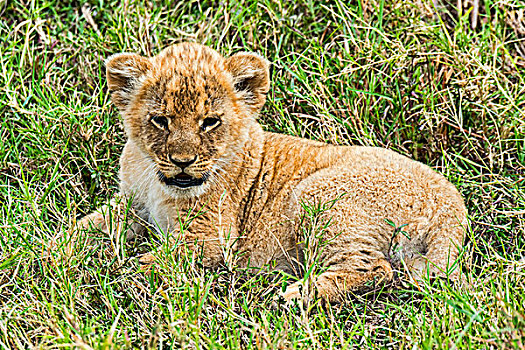 幼狮,马赛马拉,肯尼亚,非洲
