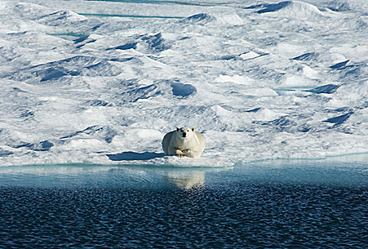 北极熊,躺着,冰,看,摄影
