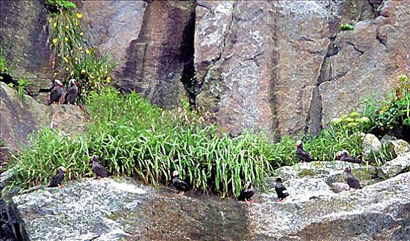角嘴海雀,阿拉斯加,美国