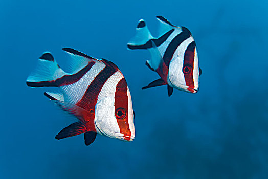 两个,红色,鲷鱼,笛鲷,游动,蓝色,巴拉望岛,湖,太平洋,菲律宾,亚洲