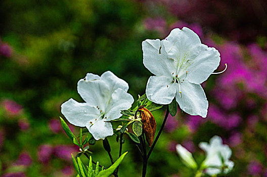 杜鹃花