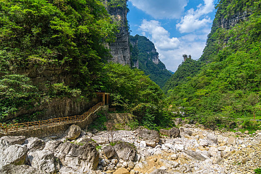 湖北宜昌三峡竹海夏日风光