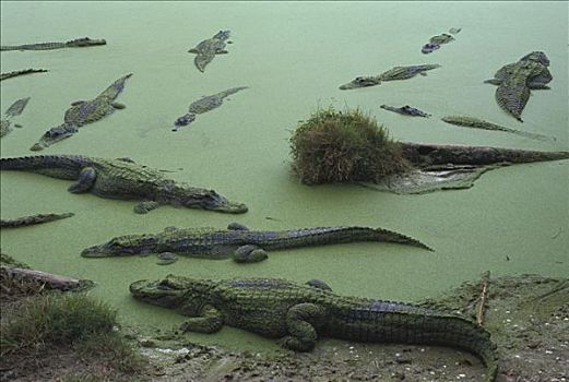 美国短吻鳄,群,休息,静止,浮萍,沼泽,佛罗里达