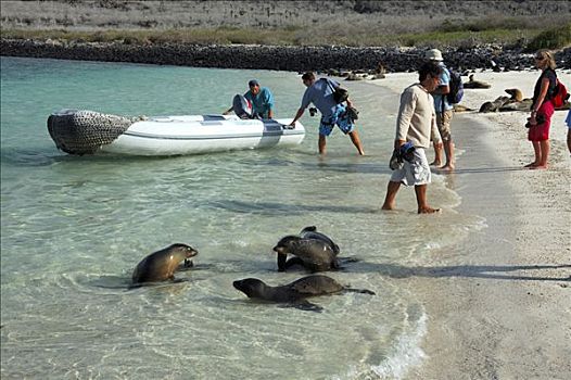 游客,加拉帕戈斯,海狮,加拉帕戈斯海狮,加拉帕戈斯群岛,厄瓜多尔,南美