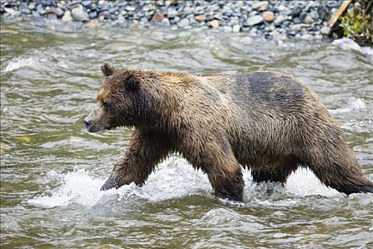 棕熊,抓住,三文鱼,阿拉斯加,美国,北美