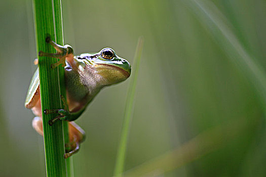 欧洲树蛙,无斑雨蛙,叶子,阿尔萨斯,法国