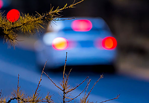 穿过松树林的道路