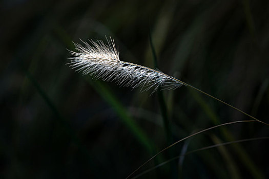 狗尾草