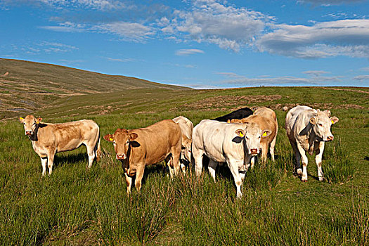 家牛,金发,牛肉,牧群,站立,山,草场,坎布里亚,英格兰,英国,欧洲