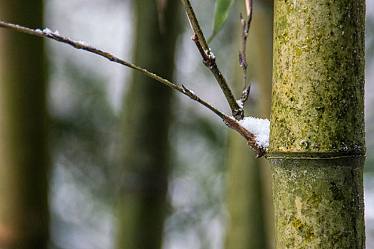 雪中竹叶