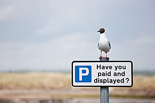 鸟,栖息,停车场,标识,诺森伯兰郡,英格兰
