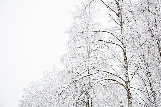 雪景,芬兰