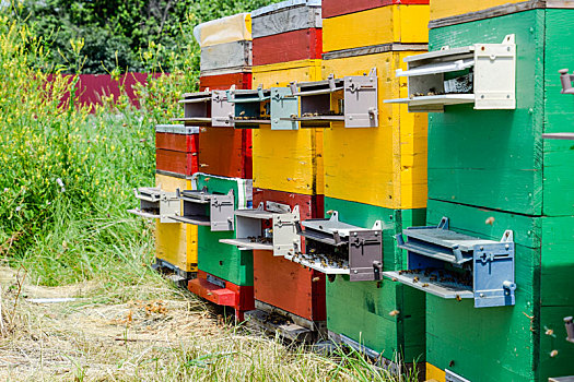 蜂巢,蜂场,蜜蜂,蜂蜜,房子
