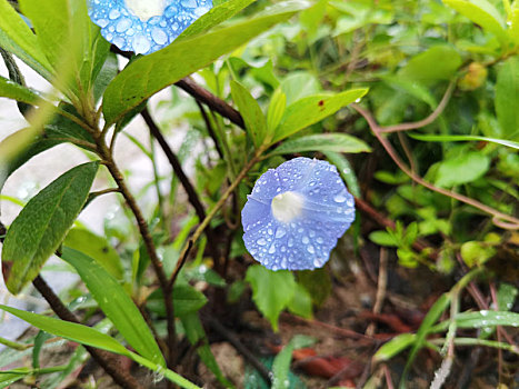 牵牛花