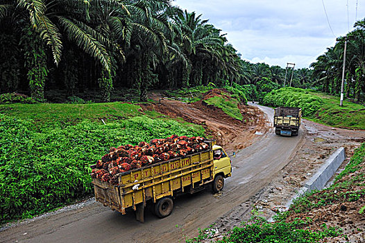 油,手掌,水果,卡车,运输,种植园,旁侧,古农列尤择国家公园,北方,苏门答腊岛,印度尼西亚